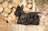 SCOTTISH TERRIER 140